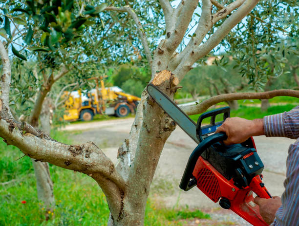 Reliable Wilburton, OK Tree Service Solutions